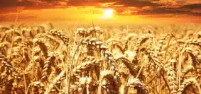 Le vulpin et son impact sur les champs de blé...